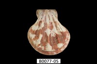 藏品(芬香海扇蛤(錢包海扇蛤))的圖片